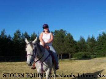 STOLEN EQUINE Grasslands Johnny, Near Port Orchard, WA, 98367